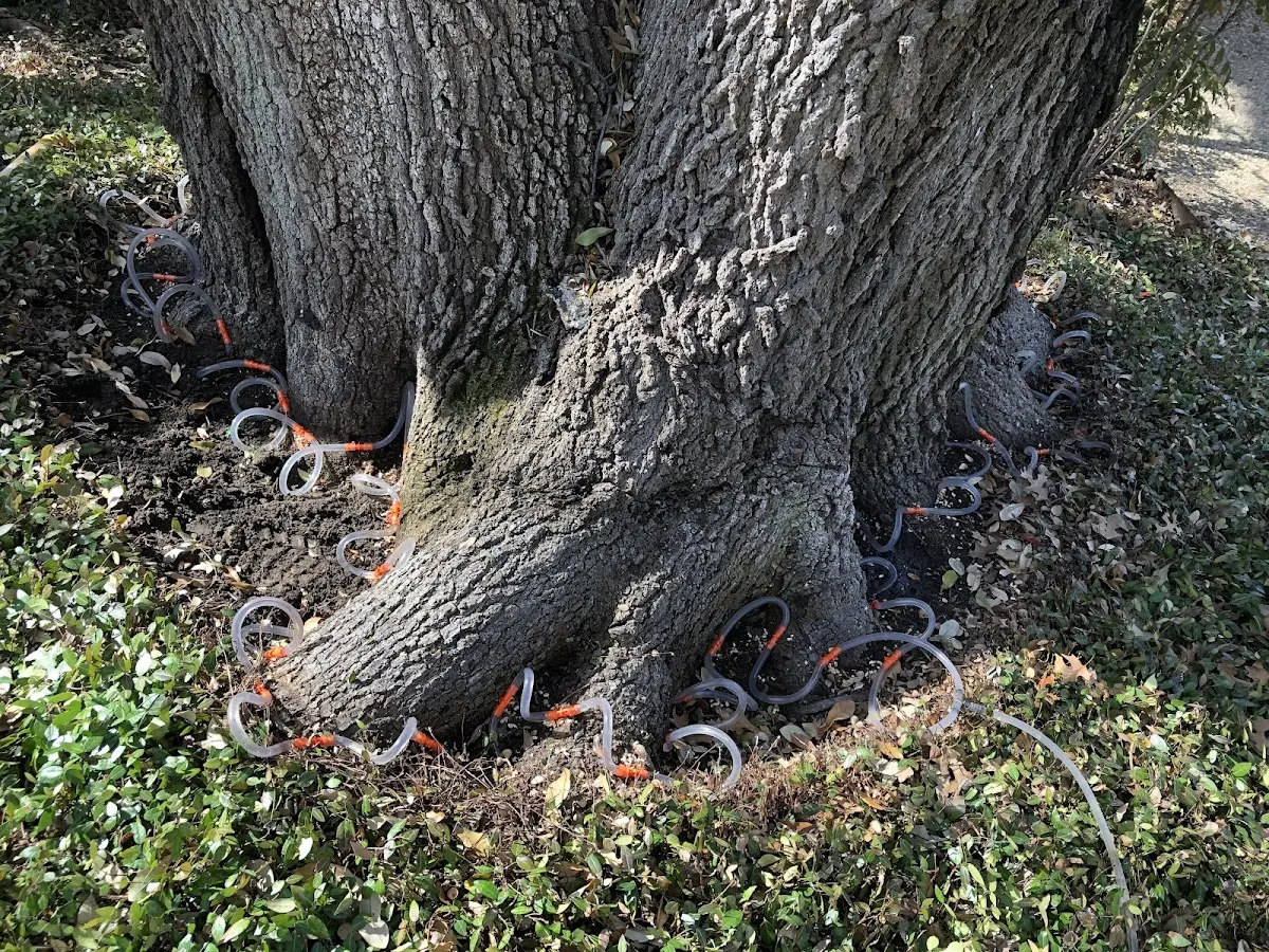 Detailed Tree Cabling and Bracing job site in Dearing