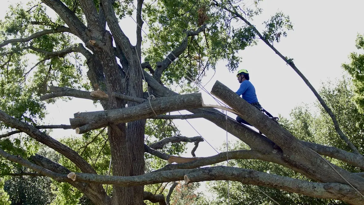 Professional Hazardous Tree Removal performed by certified arborists in Dearing