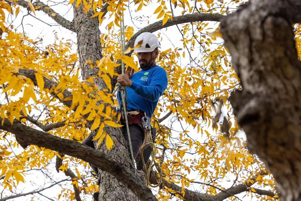 Skilled Tree Transplanting crew working in Dearing